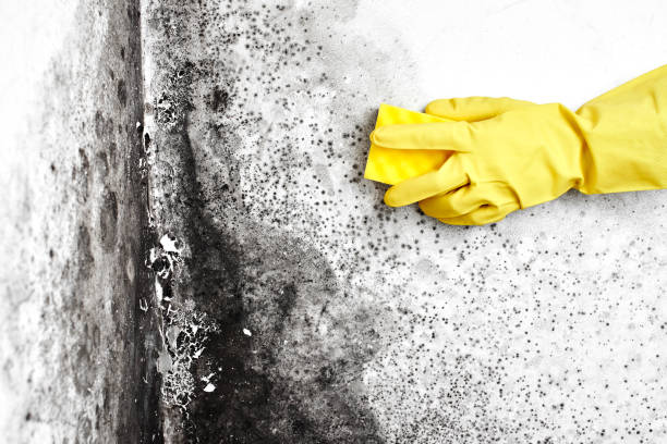 Best Commercial Mold Remediation in Cypress Quarters, FL